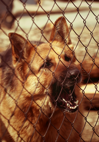 Angry Dog Barking And Biting